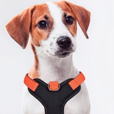 Arnés de Perro Naranja X-TRM Cronos Neón Flash Nayeco