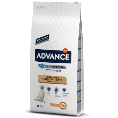 Advance Labrador Retriever