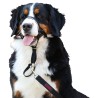 Bozal Halti Headcollar para Perros Negro - 5