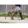 Arnes Halti para Perros Control delantero - 6