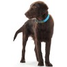 Hunter Collar para Perro Convenience Turquesa - 3