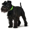 Hunter Collar para Perro Convenience Verde - 3