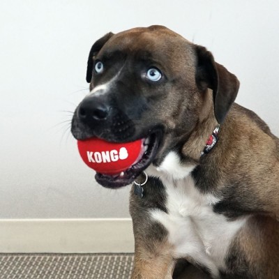 Kong Signature Sport Ball - 2