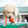 Kong Wet Wubba Neopreno Lanzador Perro