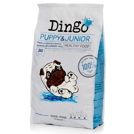 Dingo Dog Puppy & Junior